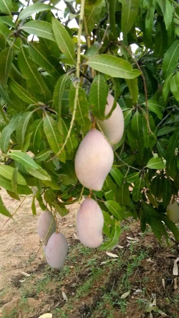Totapuri_Hybrid_Mango_Fruit_Plant_&_Tree_For_Home_Gardening_Totapuri_Grafted_Mango_Plant_(Pack_Of_1)