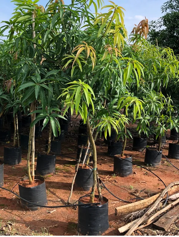 Totapuri_Hybrid_Mango_Fruit_Plant_&_Tree_For_Home_Gardening_Totapuri_Grafted_Mango_Plant_(Pack_Of_1)