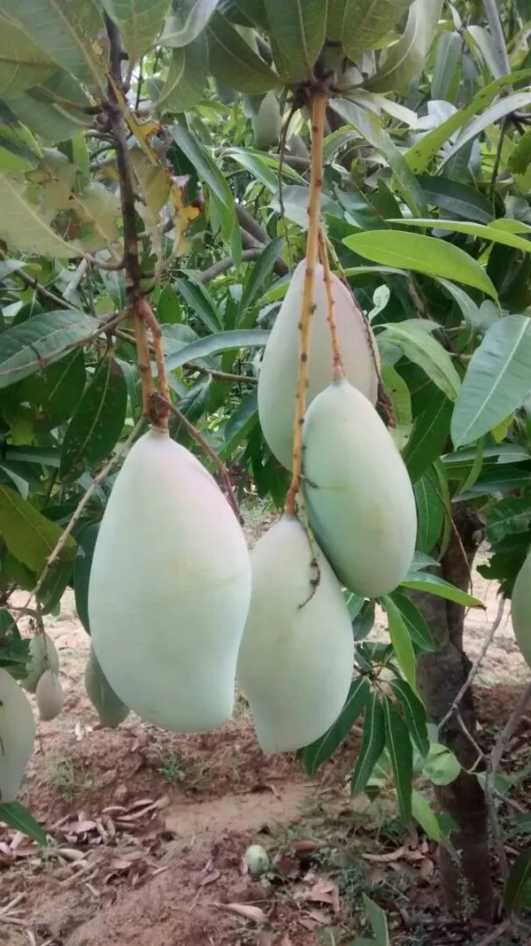 Totapuri_Hybrid_Mango_Fruit_Plant_&_Tree_For_Home_Gardening_Totapuri_Grafted_Mango_Plant_(Pack_Of_1)