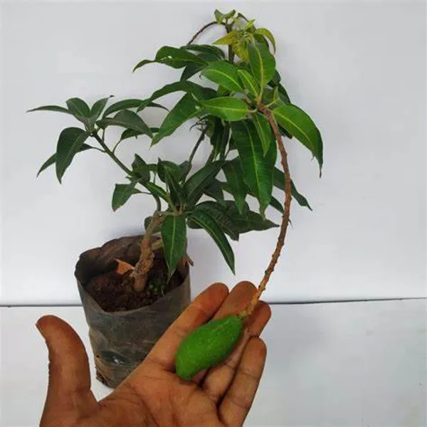 Totapuri_Hybrid_Mango_Fruit_Plant_&_Tree_For_Home_Gardening_Totapuri_Grafted_Mango_Plant_(Pack_Of_1)