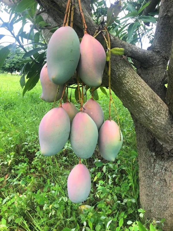 Totapuri_Hybrid_Mango_Fruit_Plant_&_Tree_For_Home_Gardening_Totapuri_Grafted_Mango_Plant_(Pack_Of_1)