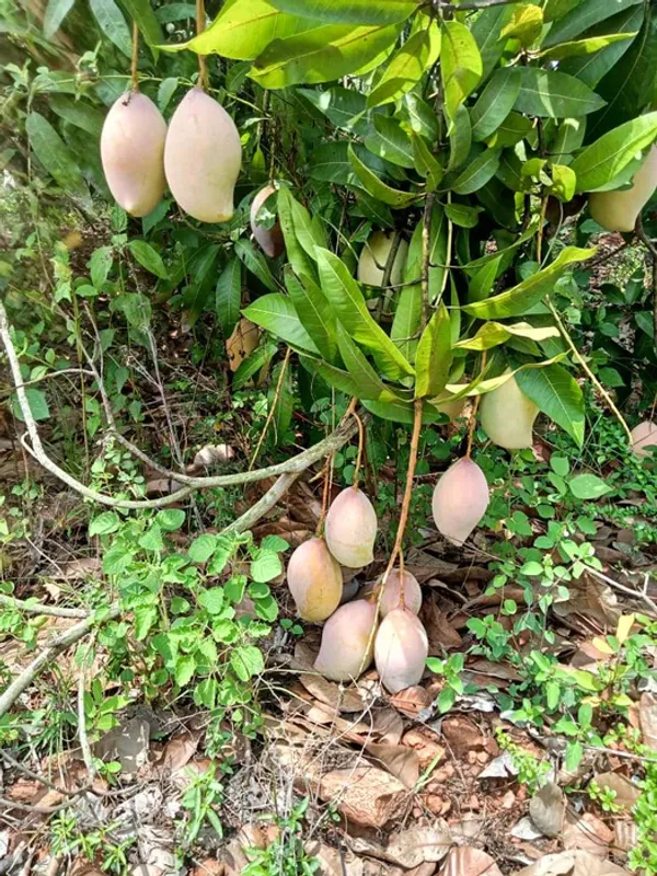 Totapuri_(Grafted)_Mango_Fruit_Plant_&_Tree_For_Home_Gardening_Hybrid_Totapuri_Mango_Plant_(Pack_Of_1)