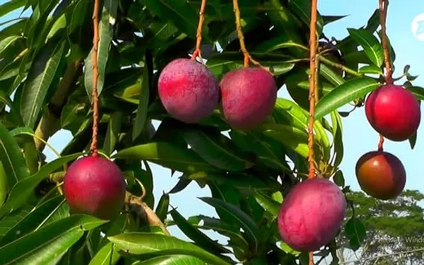 American_Red_Plamer_Mango_Plant_&_Tree_For_Home_Gardening_Hybrid_Red_Plamer_Mango_Fruit_Outdoor_Plant_(Pack_Of_1)