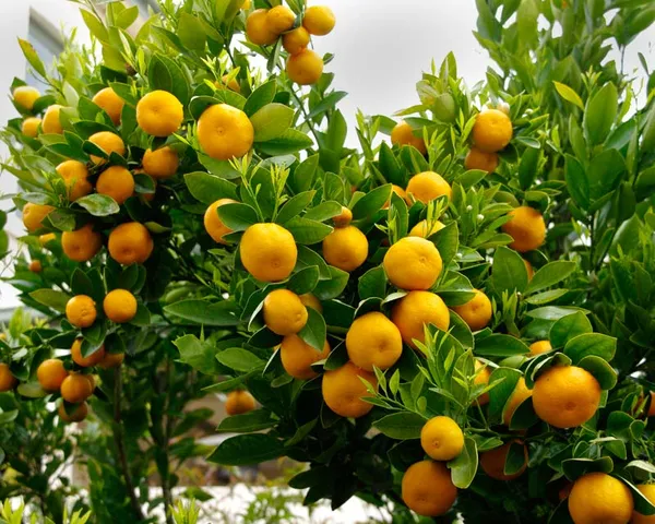 Valencia_Tardivo_(Grafted)_Sweet_Orange_Hybrid_Fruit_Plant_(Pack_of_1)