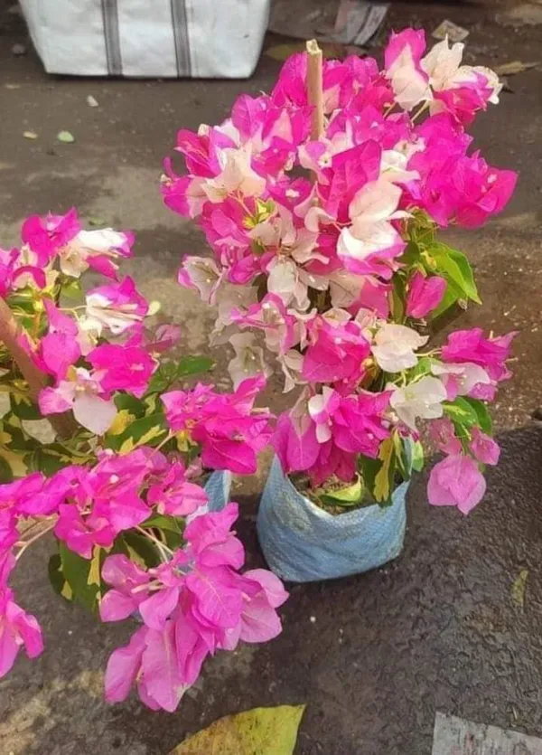 Variegated_Bougainvillea_(Grafted)_Flower_Plant_&_Tree_For_Shrub/Home_Gardening_(Hybrid,_Pack_Of_1)
