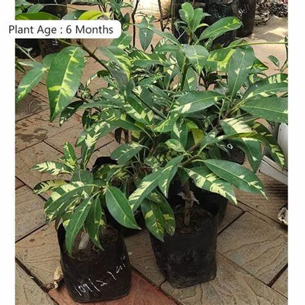 Variegated_Hybrid_Chiku/Sapota_Fruit_Plant_&_Tree_For_Home_Gardening_(1.5-3.5_Ft_Size)_Grafted_Sapota_Healthy_Fruit_Plant_(Pack_Of_1)
