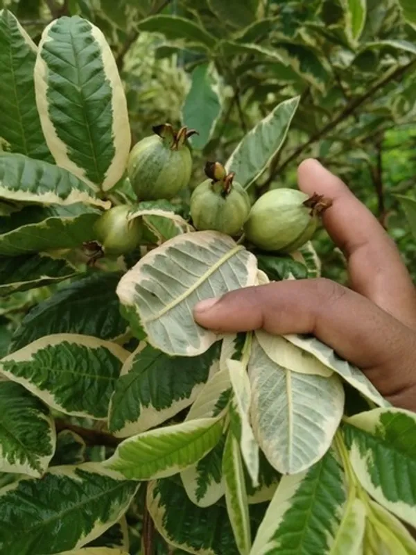 Variegated_Hybrid_Guava_Plant_(Grafted)_Pack_of_1