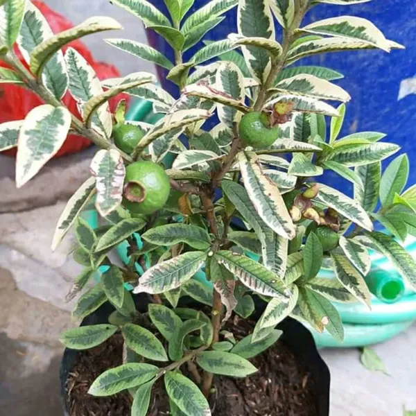 Variegated_Hybrid_Guava_Plant_(Grafted)_Pack_of_1