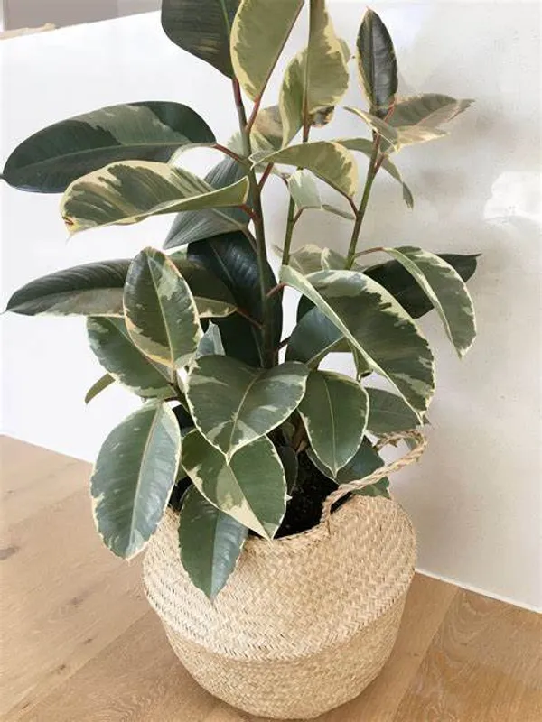 Variegated_Rubber_(Air_Purifying_)_Indoor_Plant_(Pack_Of_1)