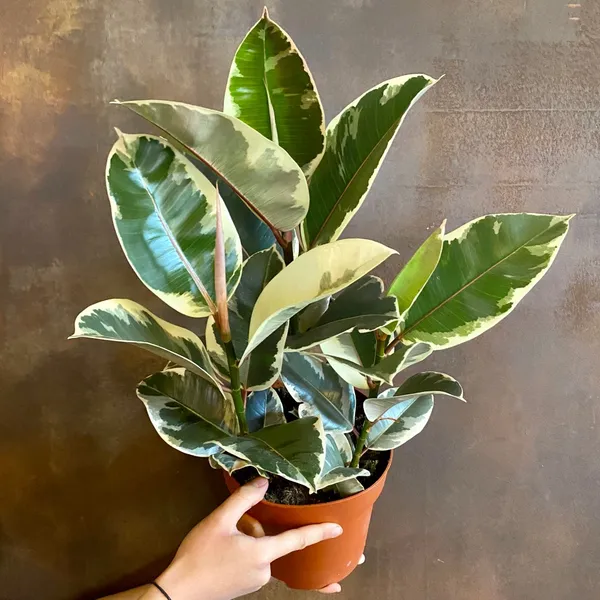 Variegated_Rubber_(Air_Purifying_)_Indoor_Plant_(Pack_Of_1)