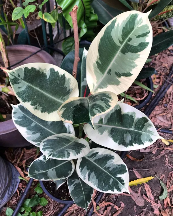 Variegated_Rubber_(Air_Purifying_)_Indoor_Plant_(Pack_Of_1)