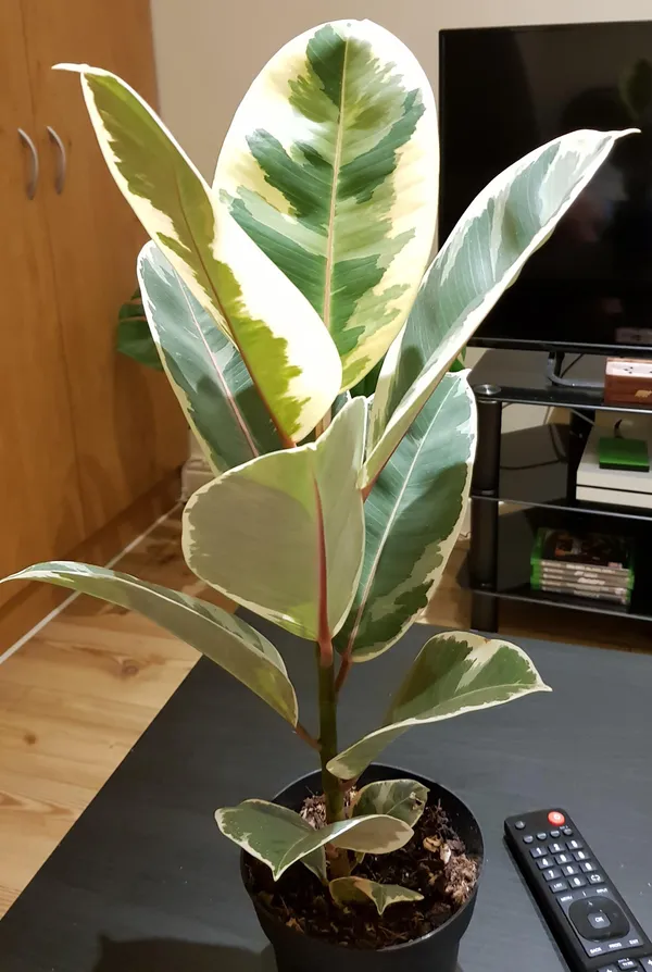 Variegated_Rubber_(Air_Purifying_)_Indoor_Plant_(Pack_Of_1)
