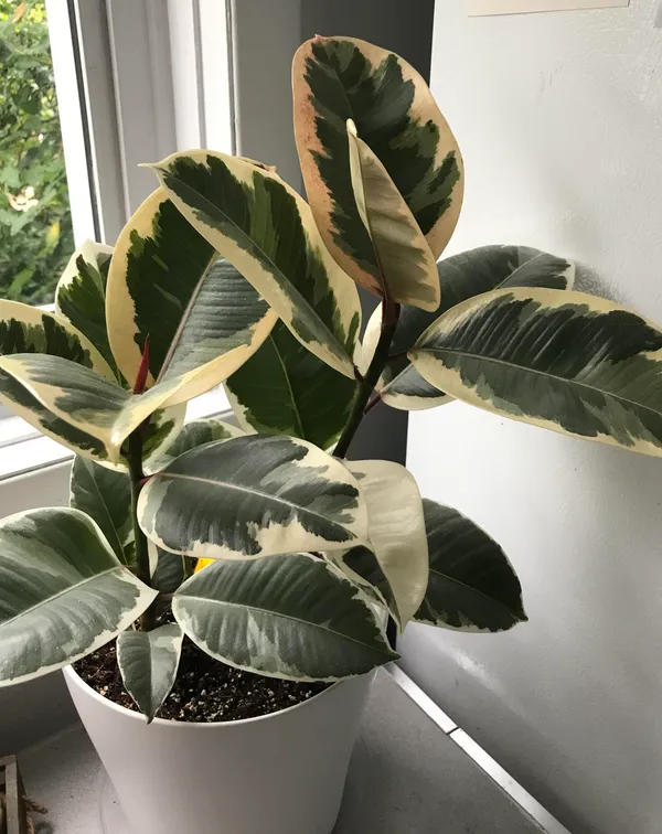 Variegated_Rubber_(Air_Purifying_)_Indoor_Plant_(Pack_Of_1)