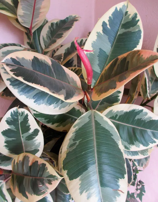 Variegated_Rubber_(Air_Purifying_)_Indoor_Plant_(Pack_Of_1)