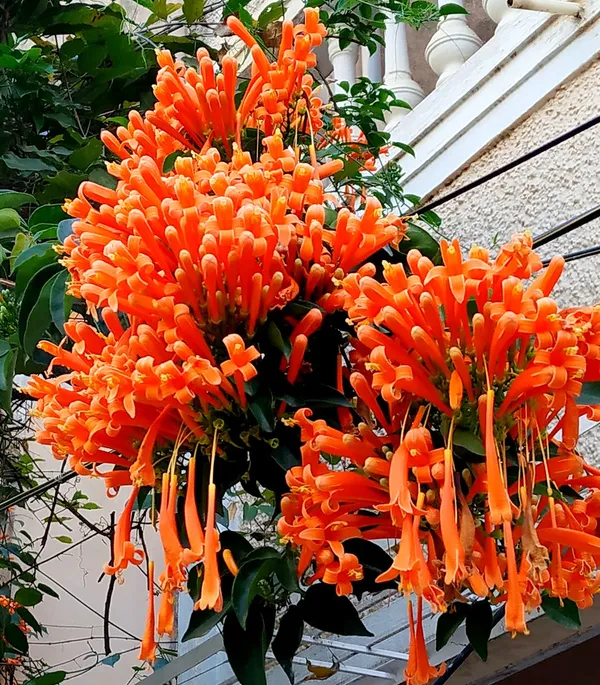 Venusta_Creeper_Flower_Plant_(1.5-3.5_Ft_Hight)_For_Home_Garden/Shrub/Bush_Orange_Venusta_Beautiful_Flower_Plant_(Pack_Of_1)
