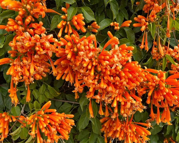 Venusta_Creeper_Flower_Plant_(1.5-3.5_Ft_Hight)_For_Home_Garden/Shrub/Bush_Orange_Venusta_Beautiful_Flower_Plant_(Pack_Of_1)