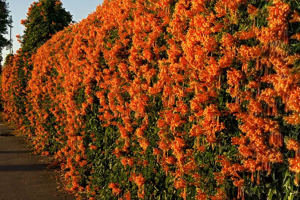 Venusta_Creeper_Flower_Plant_(1.5-3.5_Ft_Hight)_For_Home_Garden/Shrub/Bush_Orange_Venusta_Beautiful_Flower_Plant_(Pack_Of_1)