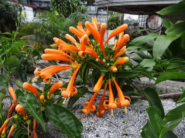 Venusta_Creeper_Flower_Plant_(1.5-3.5_Ft_Hight)_For_Home_Garden/Shrub/Bush_Orange_Venusta_Beautiful_Flower_Plant_(Pack_Of_1)