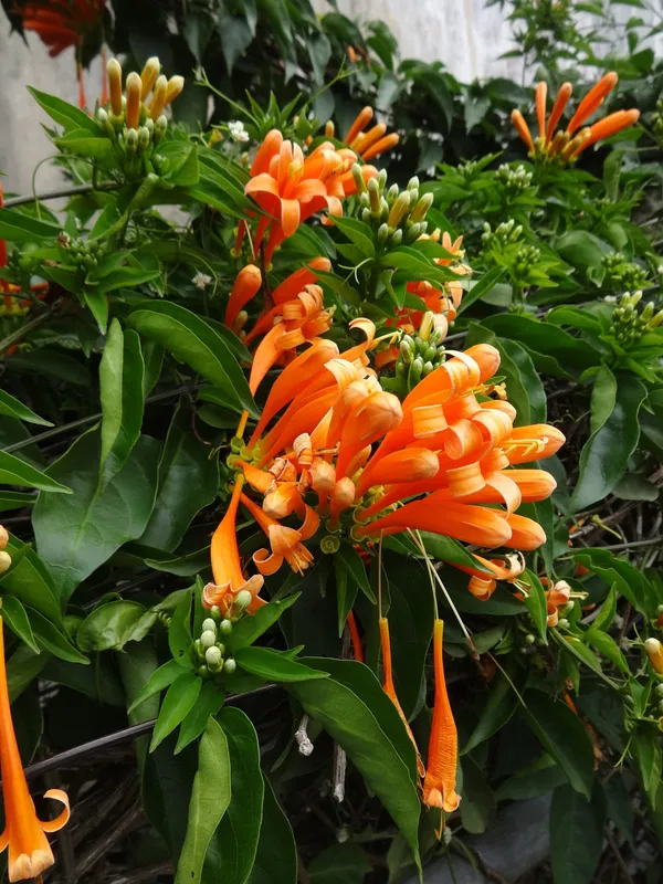 Venusta_Creeper_Flower_Plant_(1.5-3.5_Ft_Hight)_For_Home_Garden/Shrub/Bush_Orange_Venusta_Beautiful_Flower_Plant_(Pack_Of_1)