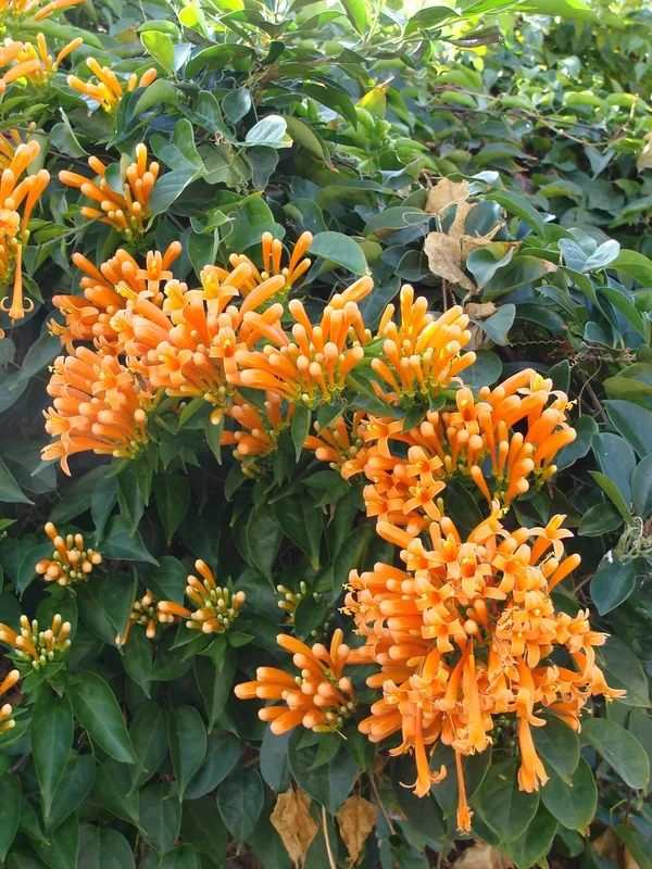 Venusta_(Orange)_Flowering_Plant_For_Shrub/Bush/Home_Garden_(Hybrid,_Pack_Of_1)