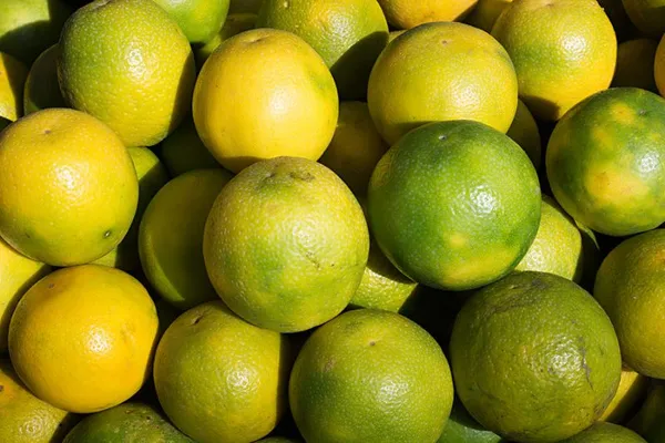 Verakata_(Grafted)_Hybrid_Malta_Mousambi/Malta/Malta_Orange_Sweet_Fruit_Plant_(Pack_of_1_)