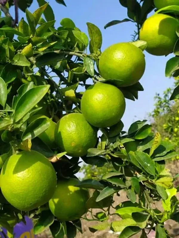 Verakata_(Grafted)_Hybrid_Malta_Mousambi/Malta/Malta_Orange_Sweet_Fruit_Plant_(Pack_of_1_)