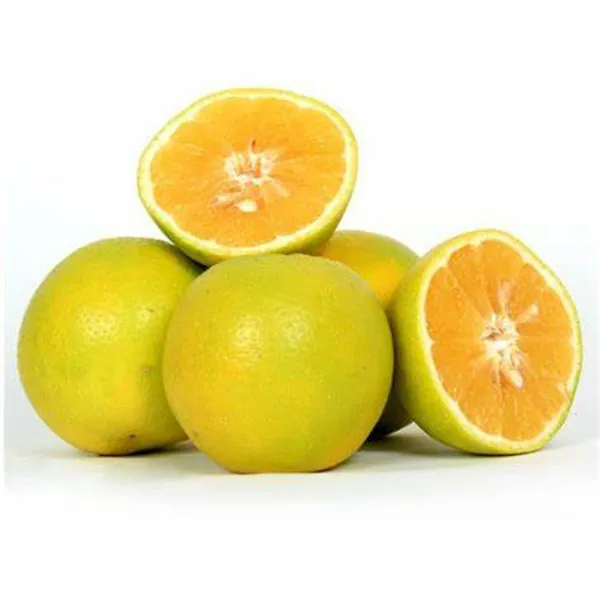Verakata_(Grafted)_Hybrid_Malta_Mousambi/Malta/Malta_Orange_Sweet_Fruit_Plant_(Pack_of_1_)