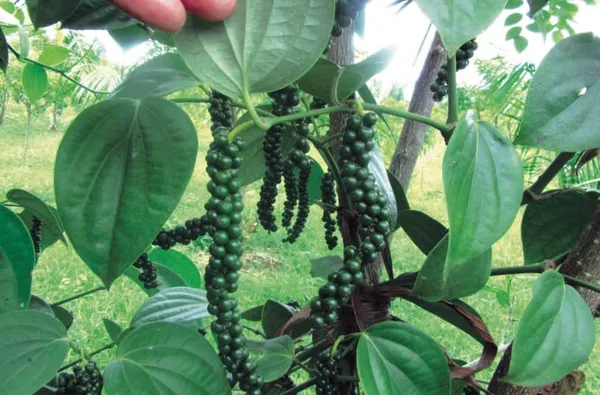 Vietnam_Black_Paper_Plant_(Hybrid)