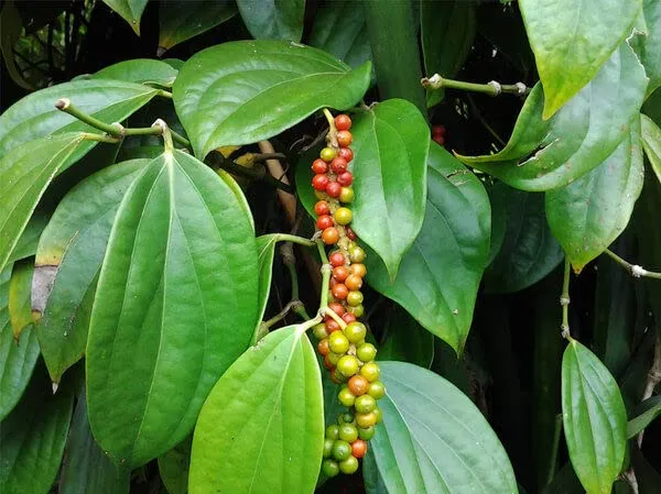 Vietnam_Black_Paper_Plant_(Hybrid)
