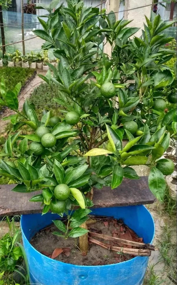 Vietnam_Yellow_Malta_Mosambi_Orange_Plant_All_Time_Variety_Grafted_Fruit_Plants_&_Tree(1.5-2_Ft_Size)_Healthy_plant