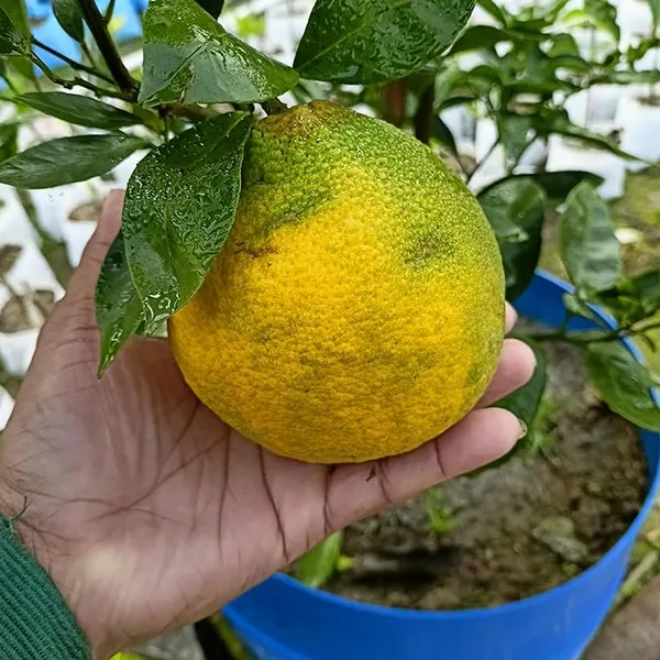 Vietnam_Yellow_Malta_Mosambi_Orange_Plant_All_Time_Variety_Grafted_Fruit_Plants_&_Tree(1.5-2_Ft_Size)_Healthy_plant