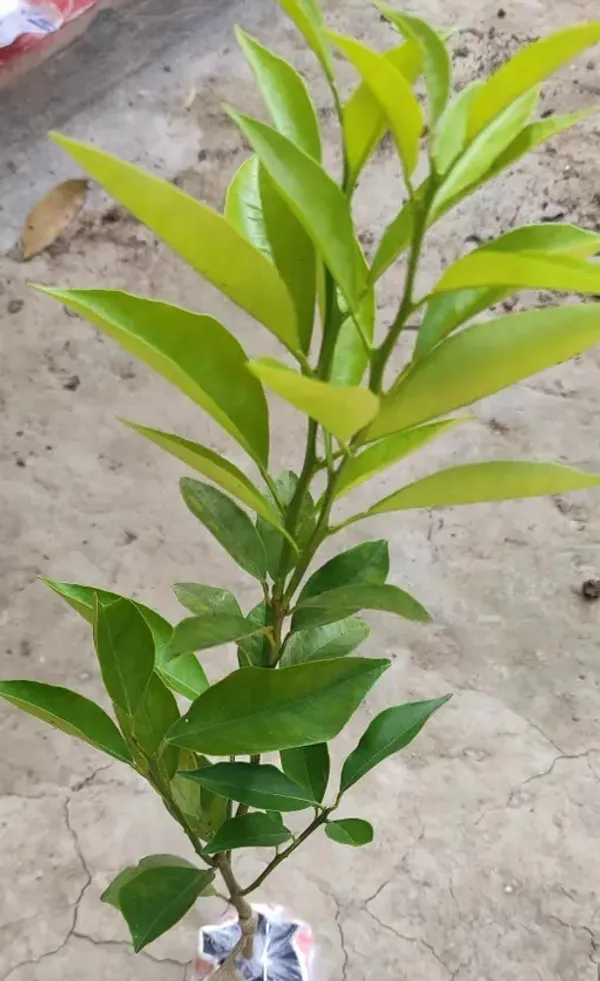 Vietnam_Yellow_Malta_Mosambi_Orange_Plant_All_Time_Variety_Grafted_Fruit_Plants_&_Tree(1.5-2_Ft_Size)_Healthy_plant