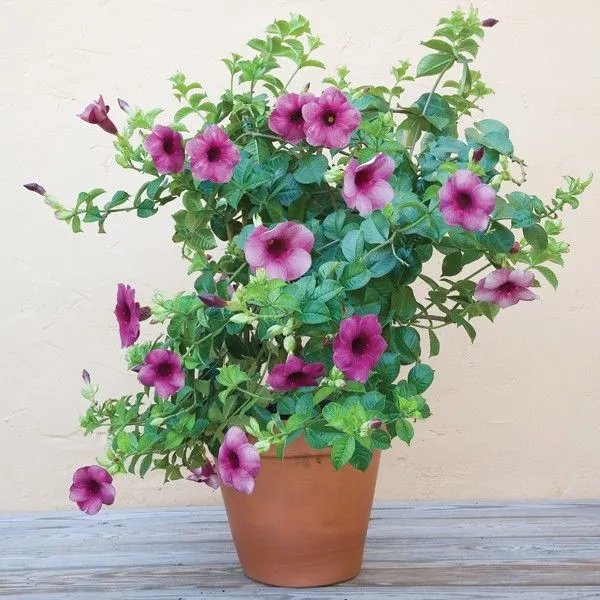 Violet_Allamanda_Flower_Plant_&_Tree_(1.5-3.5_Ft_Size)_For_Home_Gardening_(Hybrid,_Pack_Of_1)