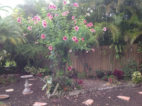 Violet_Allamanda_Flower_Plant_&_Tree_(1.5-3.5_Ft_Size)_For_Home_Gardening_(Hybrid,_Pack_Of_1)