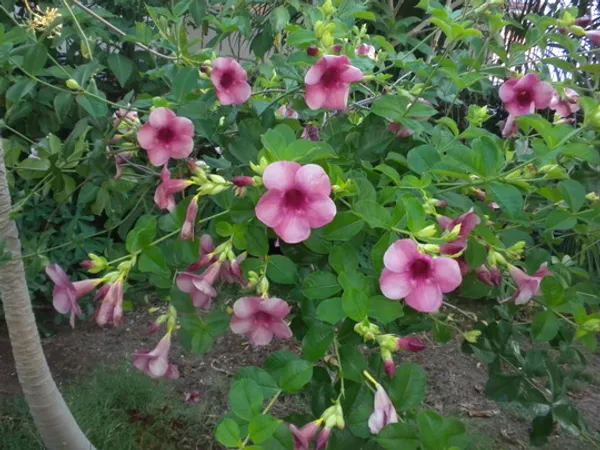 Violet_Allamanda_Flower_Plant_&_Tree_(1.5-3.5_Ft_Size)_For_Home_Gardening_(Hybrid,_Pack_Of_1)