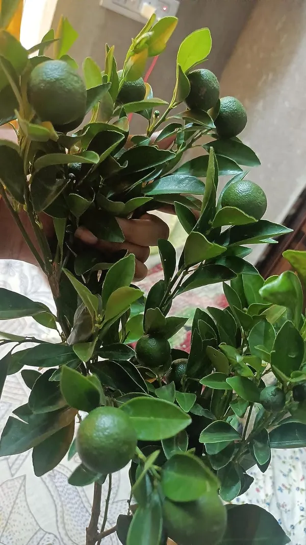 Kumquat(Grafted)_Lemon_Plant_(2Years_Old_Plant)_Pack_of_1_With_Fruits_(Hybrid,_Pack_of_1)