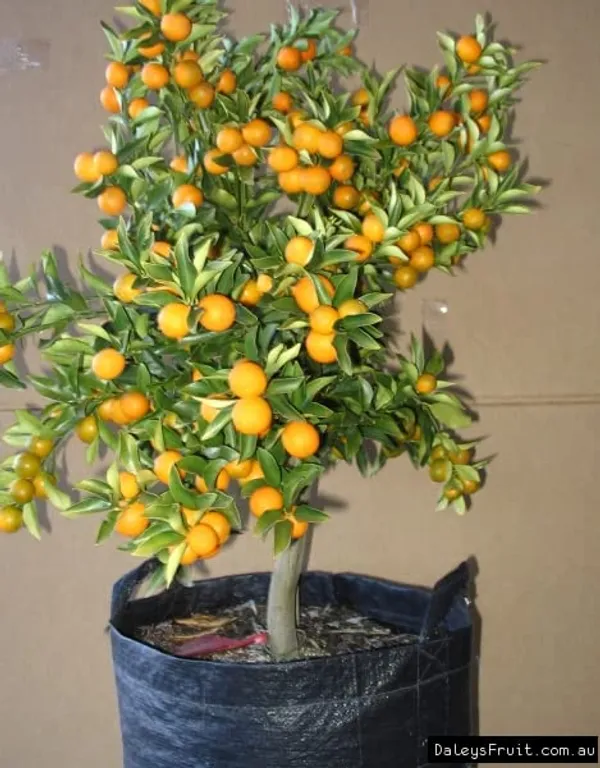 Kumquat(Grafted)_Lemon_Plant_(2Years_Old_Plant)_Pack_of_1_With_Fruits_(Hybrid,_Pack_of_1)