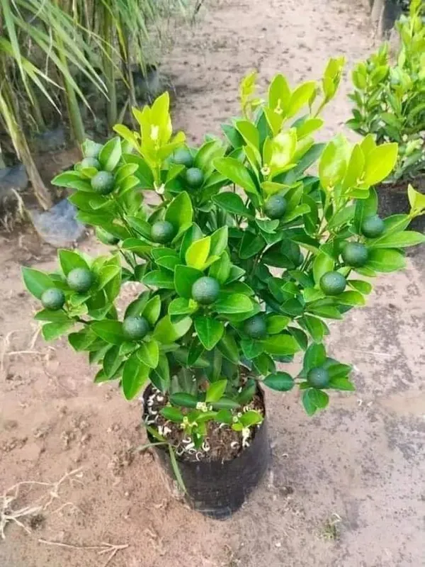 Kumquat(Grafted)_Lemon_Plant_(2Years_Old_Plant)_Pack_of_1_With_Fruits_(Hybrid,_Pack_of_1)