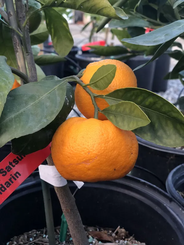 Owari_Satsuma_(Grafted)_Sweet_Hybrid_Orange_Plant_&_Tree_(1.5-3.5_Ft_Height)_Pack_of_1