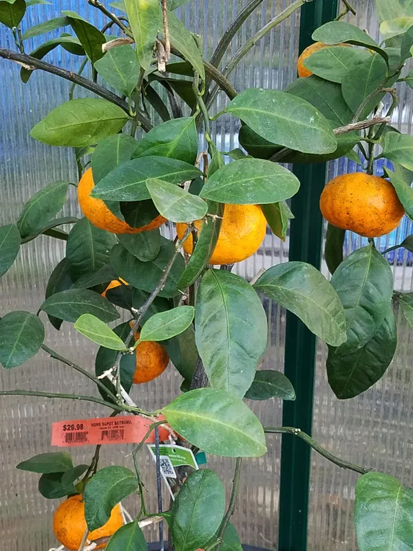 Owari_Satsuma_(Grafted)_Sweet_Hybrid_Orange_Plant_&_Tree_(1.5-3.5_Ft_Height)_Pack_of_1