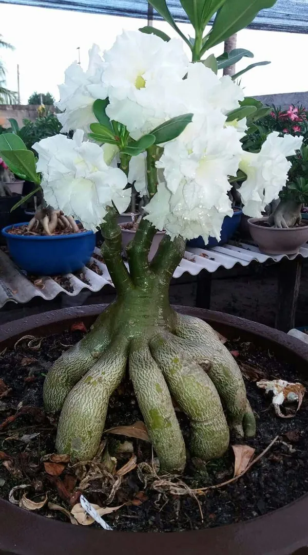 White_Adenium_Flowering_Plant_(Grafted)_For_Home_Gardening_(Pack_Of_1)
