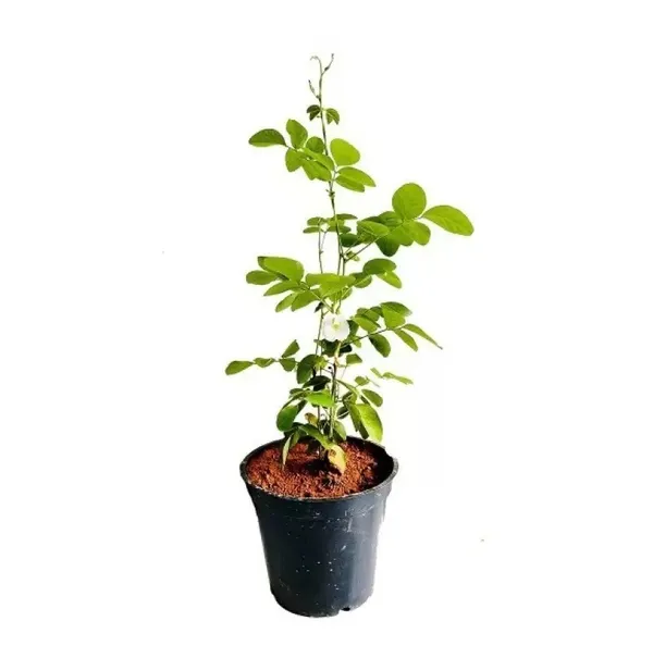 White_Aparajita_(Grafted)_1.5-3.5_Ft_flowering_plant_(_Pack_Of_1_)