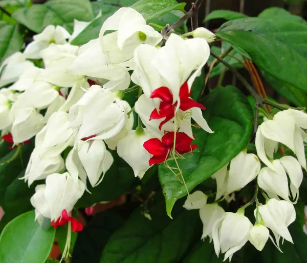 White_Bleeding_Heart_Vine_Long-Blooming_Variety_Flower_Plant_&_Tree_For_Home_Garden_(Pack_Of_1)