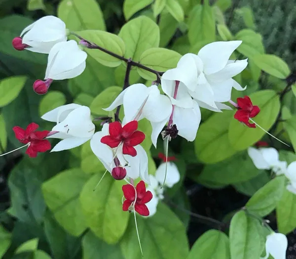 White_Bleeding_Heart_Vine_Long-Blooming_Variety_Flower_Plant_&_Tree_For_Home_Garden_(Pack_Of_1)
