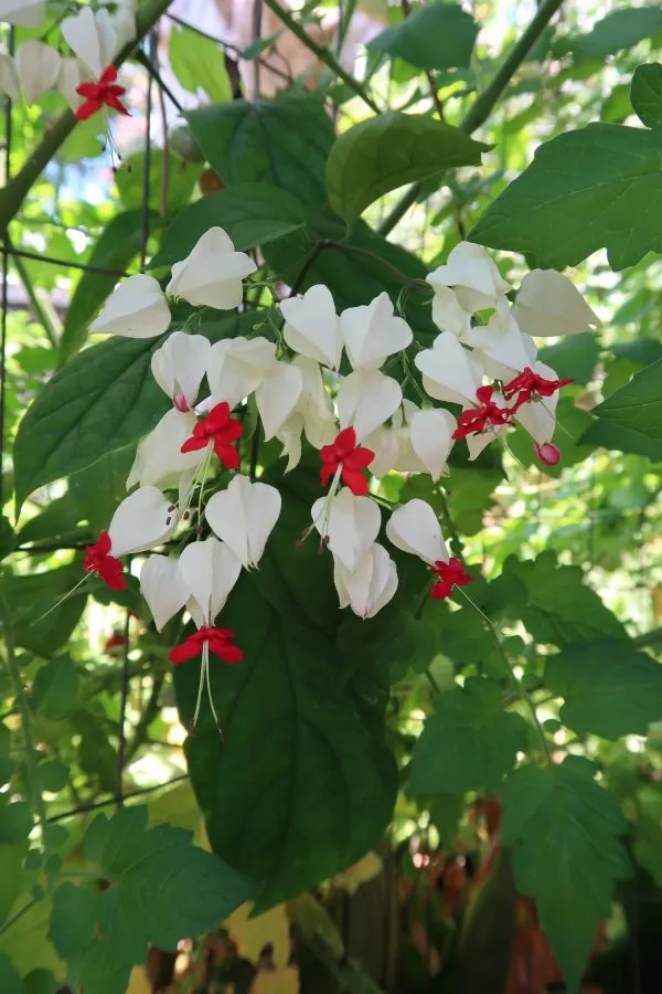 White_Bleeding_Heart_Vine_Long-Blooming_Variety_Flower_Plant_&_Tree_For_Home_Garden_(Pack_Of_1)