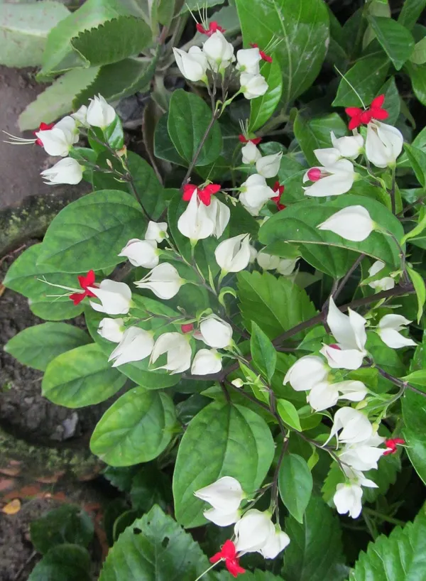 White_Bleeding_Heart_Vine_Long-Blooming_Variety_Flower_Plant_&_Tree_For_Home_Garden_(Pack_Of_1)