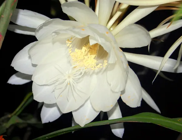 White_Brahma_Kamal_Healthy_Flower_Plant_For_Gardening_(Hybrid,_Pack_Of_1)