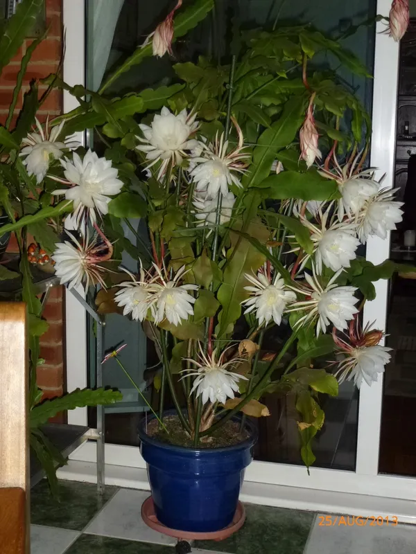White_Brahma_Kamal_Healthy_Flower_Plant_For_Gardening_(Hybrid,_Pack_Of_1)