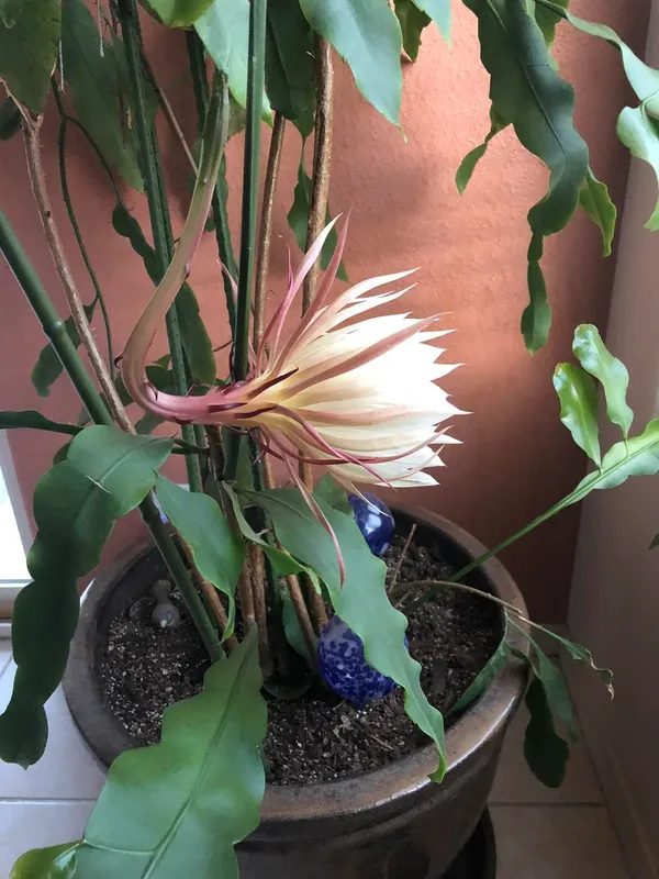 White_Brahma_Kamal_Healthy_Flower_Plant_For_Gardening_(Hybrid,_Pack_Of_1)