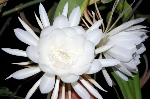 White_Brahma_Kamal_Healthy_Flower_Plant_For_Gardening_(Hybrid,_Pack_Of_1)